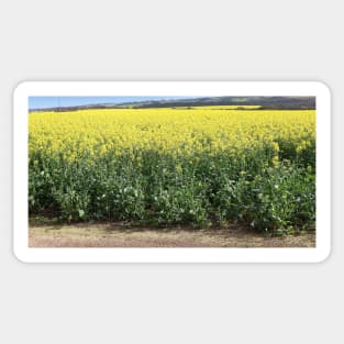 Canola Crop Sticker